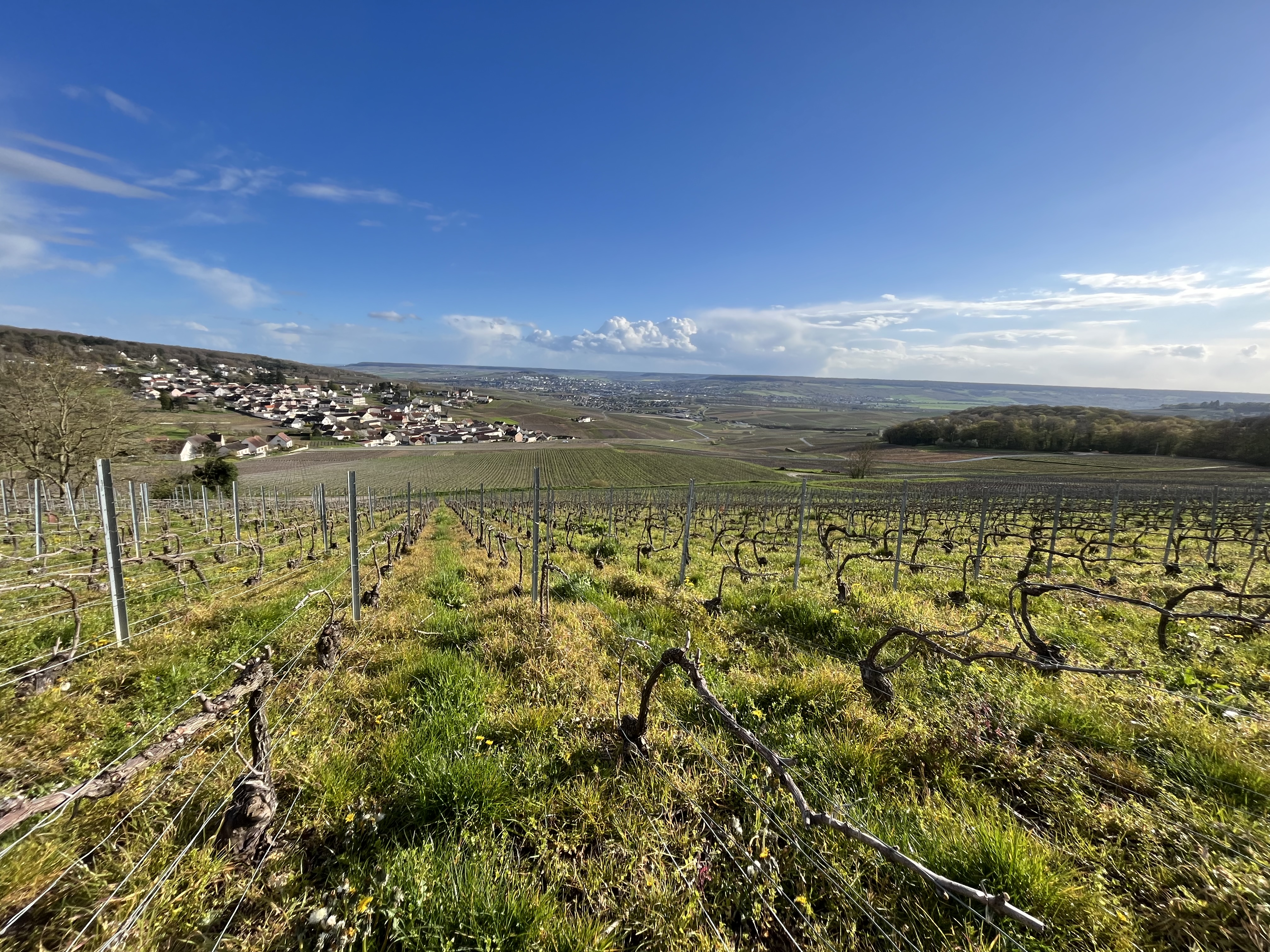 Pas 5 km onder Reims de eerste wijnstokken